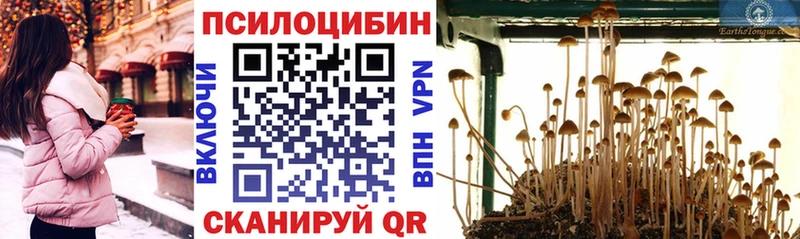 blacksprut сайт где купить Власиха Псилоцибиновые грибы Psilocybine cubensis